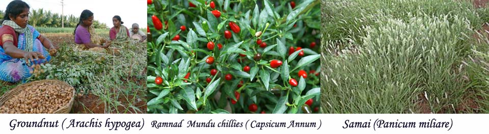 Agricultural Commodities