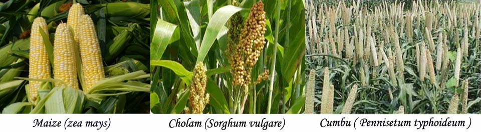 Welcome to Jeevidam Limited