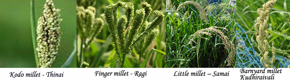 Agricultural Commodities