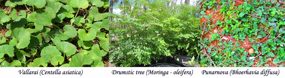 Medicinal Commodities