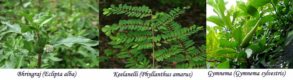 Welcome to Jeevidam Limited